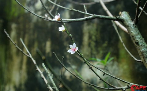 Đào rừng bừng nở trong tiết trời mùa thu, giá cả triệu đồng/cành nhưng vẫn cháy hàng