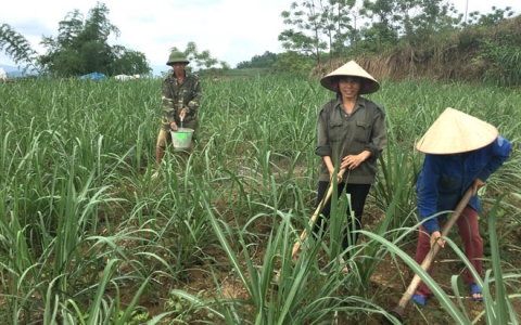 Công bố thông tin quá hạn, SCA bị xử phạt nặng