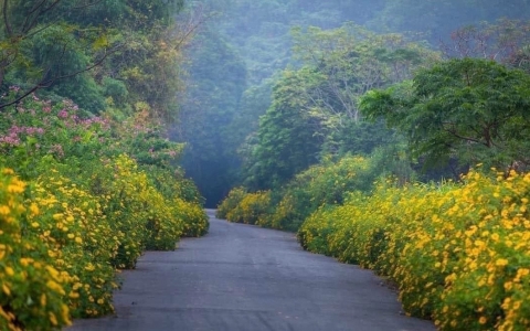 Thơ Nguyễn Văn Long: Gửi Em Một Trái Tim Hồng