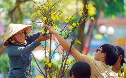 Tiểu thương bán tháo, cắt cành mai tặng khách trưa 30 Tết