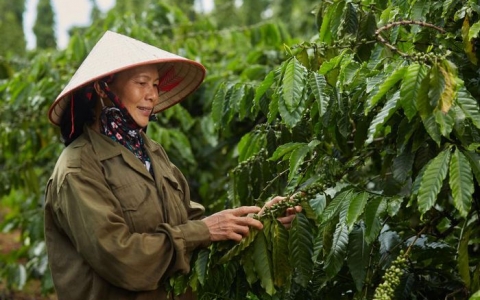 Giá cà phê hôm nay (mới nhất 22/6): Arabica tăng mạnh, Robusta được hỗ trợ từ nguồn cung gián đoạn