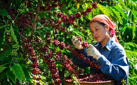 Giá cà phê hôm nay (mới nhất 23/6): Chờ đợi kết quả phiên điều trần của Fed đẩy giá cà phê đồng loạt giảm