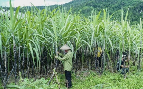 Bộ Công Thương điều tra chống lẩn tránh phòng vệ thương mại sản phẩm đường mía