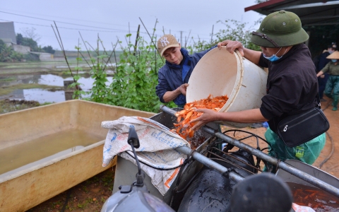 Nông dân nuôi 'vật cưỡi' của ông Công ông Táo lãi đậm nhờ giá cá chép đỏ 'lên trời'