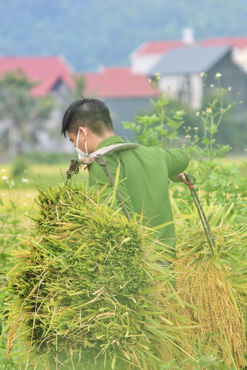 Các chiến sĩ công an huyện Yên Dũng cùng nhau phối hợp vận chuyển lúa lên điểm tập kết