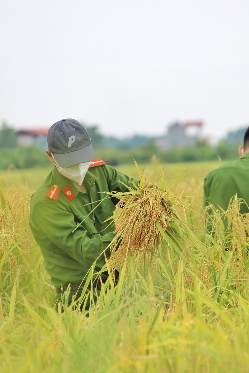 Chiến sĩ công an huyện Yên Dũng gặt lúa giúp người nông dân