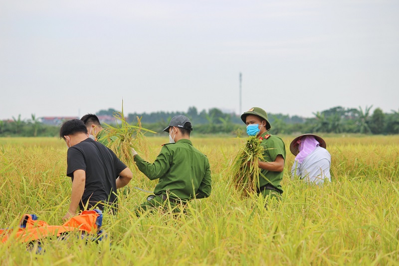 Chiến sĩ công an tình nguyện giúp người nông dân gặt lúa