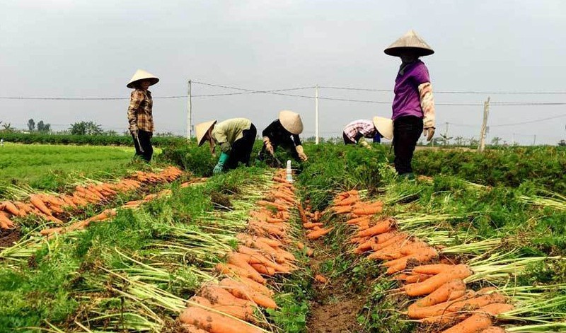 Nông dân ở huyện Cẩm Giàng được cấp phiếu ra đồng để phục vụ việc sản xuất 