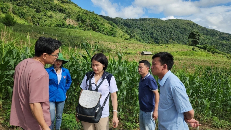 Các thành viên Hiệp hội Nghệ nhân Nhân sâm Hàn Quốc khảo sát một số địa điểm có tiềm năng trồng