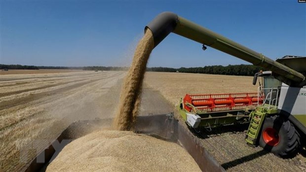 Thu hoạch lúa mỳ trên cánh đồng gần Zhovtneve, Ukraine. (Ảnh: Reuters/TTXVN)