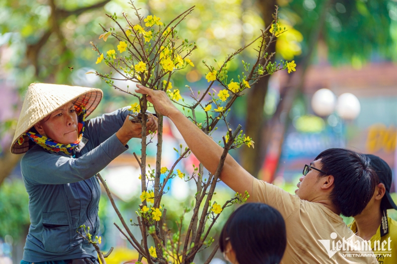 Trong khi đó, nhà vườn chị Nguyễn Phát Lợi (47 tuổi) có kinh nghiệm 7 năm kinh doanh cây cảnh. Đến trưa 30 Tết, khi còn nhiều chậu chưa bán được, chị đành cắt gọn để vận chuyển về vườn ở miền Tây.