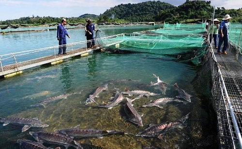 Chặn mọi con đường đưa cá tầm Trung Quốc lậu về chợ Việt