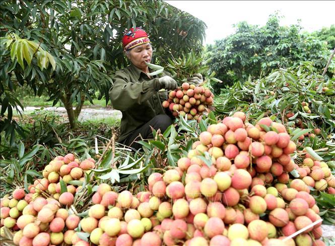 Tháo gỡ khó khăn, thúc đẩy xuất khẩu nông sản Việt Nam sang Trung Quốc