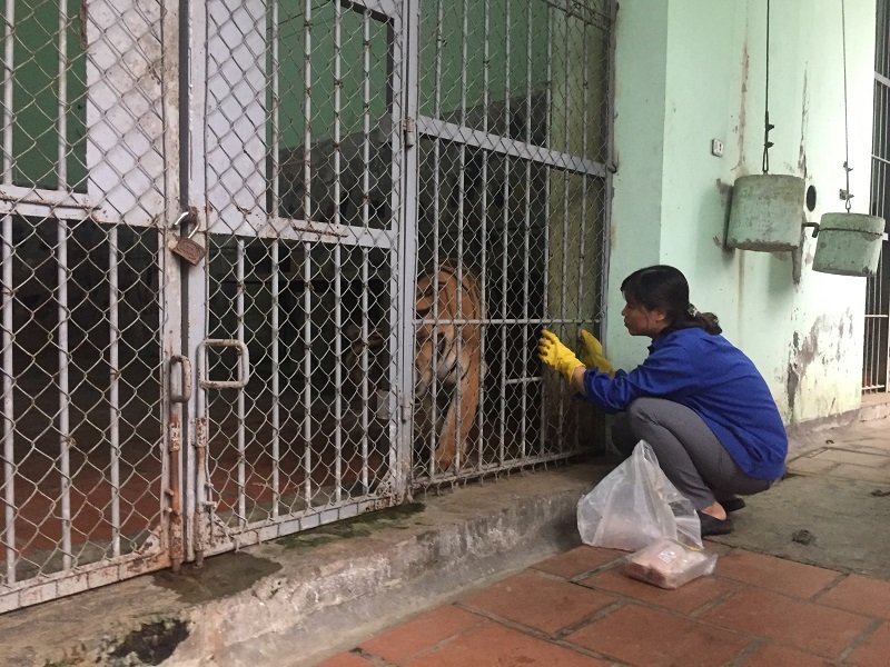 Người nuôi mãnh thú giữa lòng Thủ đô: Chúng tôi xem chúng như ‘đứa con’ thân thiết của mình