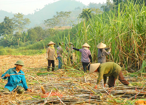 Thiên thời địa lợi của ngành đường