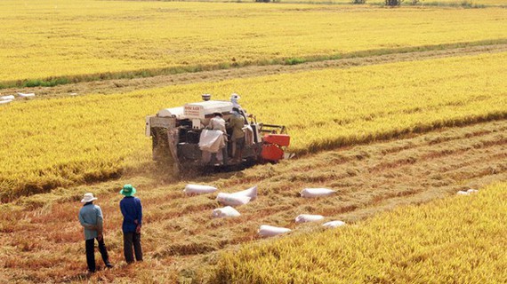Hạt gạo Việt Nam tại Anh Quốc: Thị trường và thương hiệu