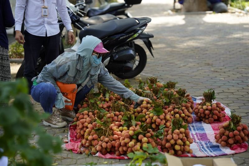 Tại một địa điểm giải cứu vải thiều Lục Ngạn (Bắc Giang) trên đường Hà Nội có khá đông người tới mua, các túm vải được để gọn gàng