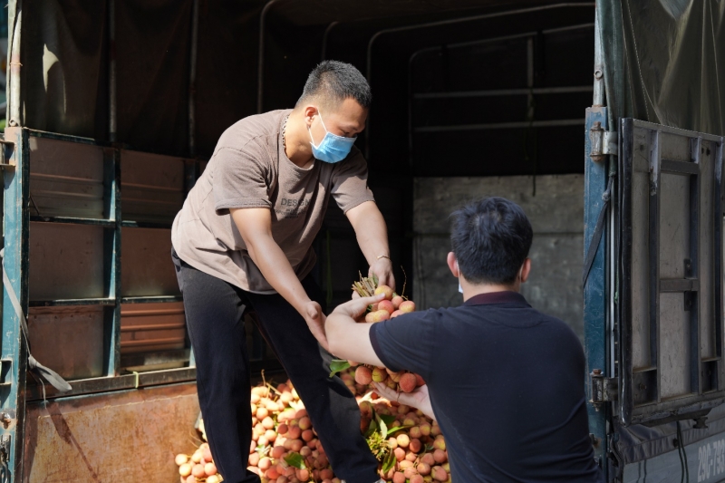 Để đảm bảo an toàn cho người bán, người thu mua, người tiêu dùng. Số vải thiều tại Lục Ngạn sau khi thu hái đều được Trung tâm kiểm dịch tại Lục Ngạn phun khử khuẩn ngay trên xe…