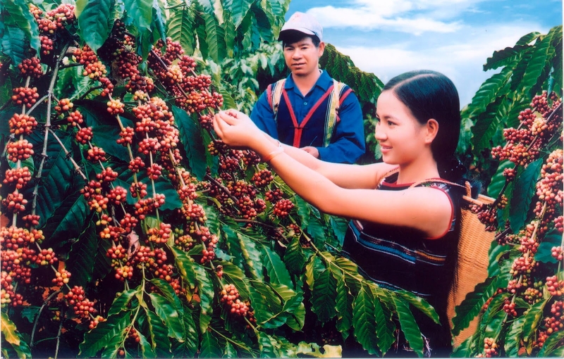 Giá cà phê hôm nay (mới nhất 16/6): Thị trường tạm 'lặng gió', nhà đầu tư án binh chờ đợi