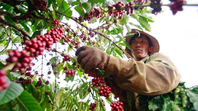 Giá cà phê hôm nay (mới nhất 21/6): Giải mã tình trạng 