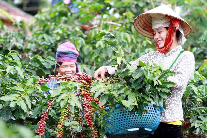 Giá cà phê hôm nay (mới nhất 22/6): Arabica tăng mạnh, Robusta được hỗ trợ từ nguồn cung gián đoạn