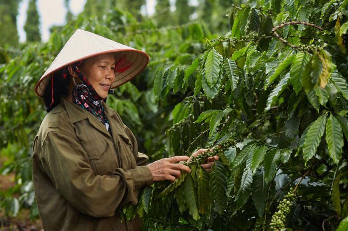 Giá cà phê hôm nay (22/6): Trong phiên đầu tuần, giá cà phê tiếp tục đà tăng cuối tuần trước