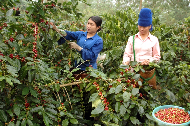 Giá cà phê hôm nay (mới nhất 23/6): Chờ đợi kết quả phiên điều trần của Fed đẩy Robusta dưới mốc 1.600 USD/tấn