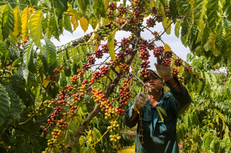 Giá cà phê hôm nay (mới nhất 23/6): Giá cà phê trên cả hai sàn đều đi xuống