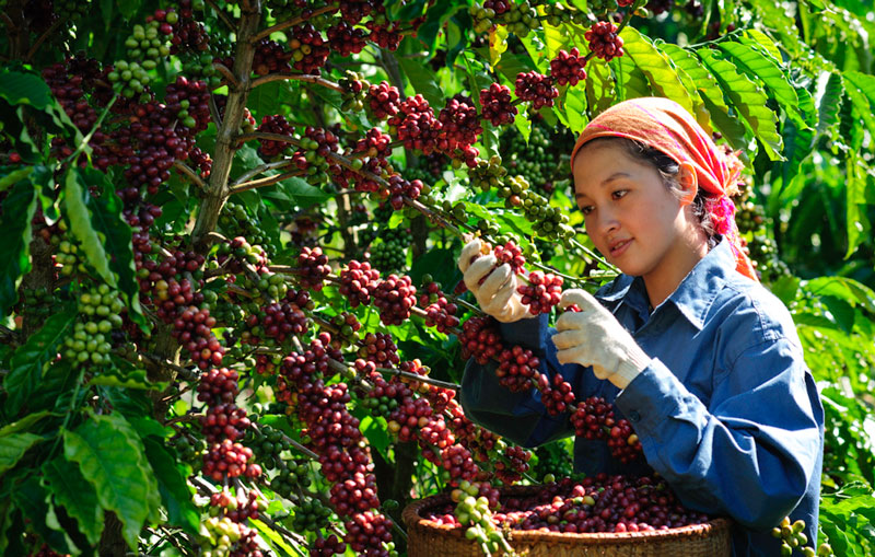 Giá cà phê hôm nay (mới nhất 23/6): Chờ đợi kết quả phiên điều trần của Fed đẩy giá cà phê đồng loạt giảm