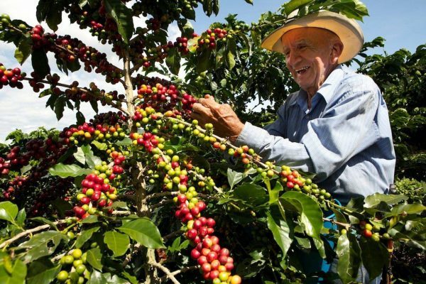 Giá cà phê hôm nay (mới nhất 26/6): Bật tăng chưa từng có, sản lượng robusta dự kiến giảm 2,1%