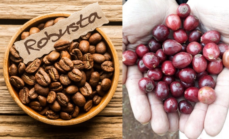 Giá cà phê hôm nay (mới nhất 26/6): sản lượng robusta dự kiến giảm 2,1%