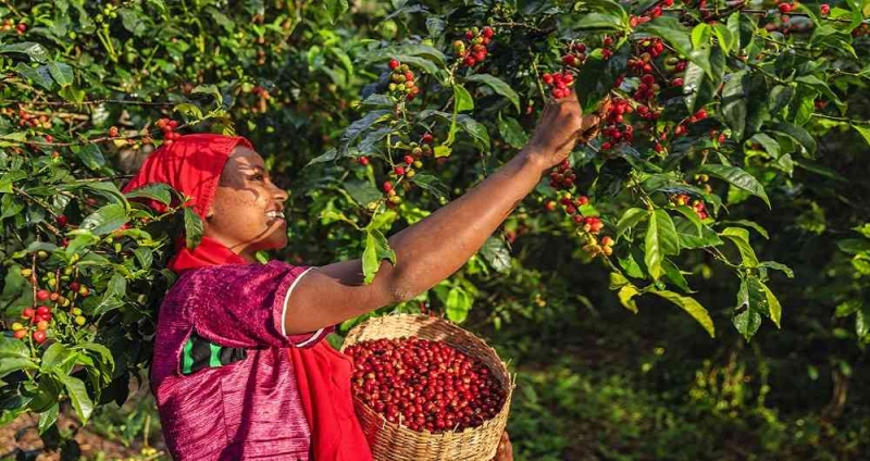 Giá cà phê hôm nay (mới nhất 28/6): Dự đoán đợt tăng giá mới nhưng nông dân không phải là người được hưởng lợi