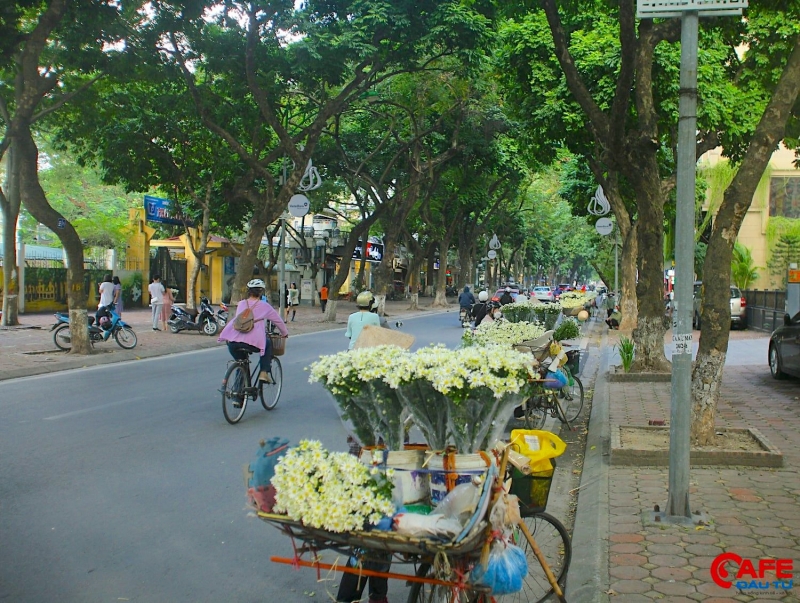 Giữa tháng 11, khi mùa Thu còn đang lưu luyến chưa đi mà mùa Đông e ấp chưa tới thì dọc các tuyến phố Hà Nội, không khó để bắt gặp những chiếc xe hàng rong chở đầy cúc hoa mi trắng tinh khôi rong ruổi khắp nẻo đường