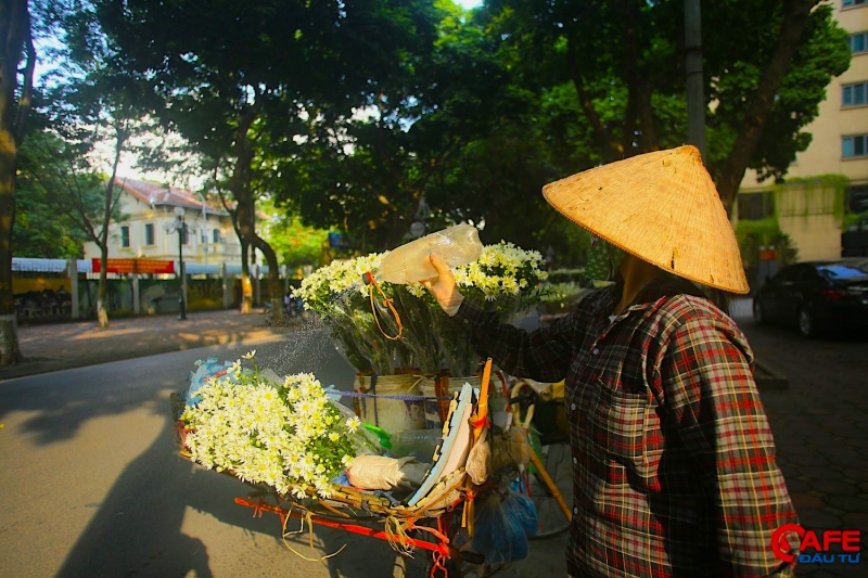 Theo lý giải của một số tiểu thương cho biết, giá hoa đầu mùa thường cao nhất bởi tại thời điểm này, cúc họa mi chưa nở nhiều, không đáp ứng đủ nhu cầu của người mua.