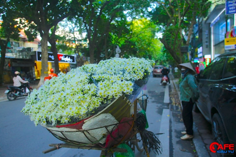 Thông thường, vào những ngày đầu mùa hàng năm, loài hoa này luôn được người dân Hà Nội “săn đón” nên đây cũng là thời điểm giá hoa cao nhất.