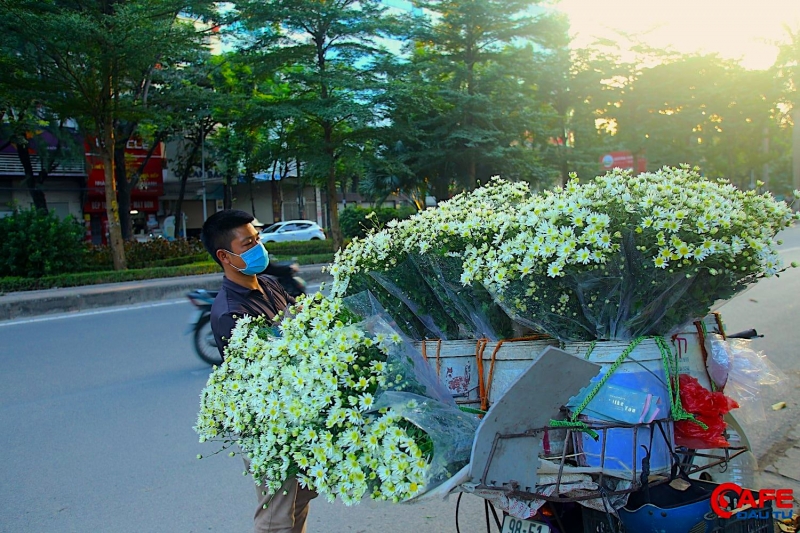 Thời điểm hiện tại, những chiếc xe chở đầy cúc họa mi không chỉ xuất hiện ở các tuyến đường quen thuộc như: Nguyễn Trãi; Trần Phú (Hà Đông); Phan Đình Phùng,.. mà còn xuất hiện tại nhiều con đường khác trên địa bàn Thủ đô