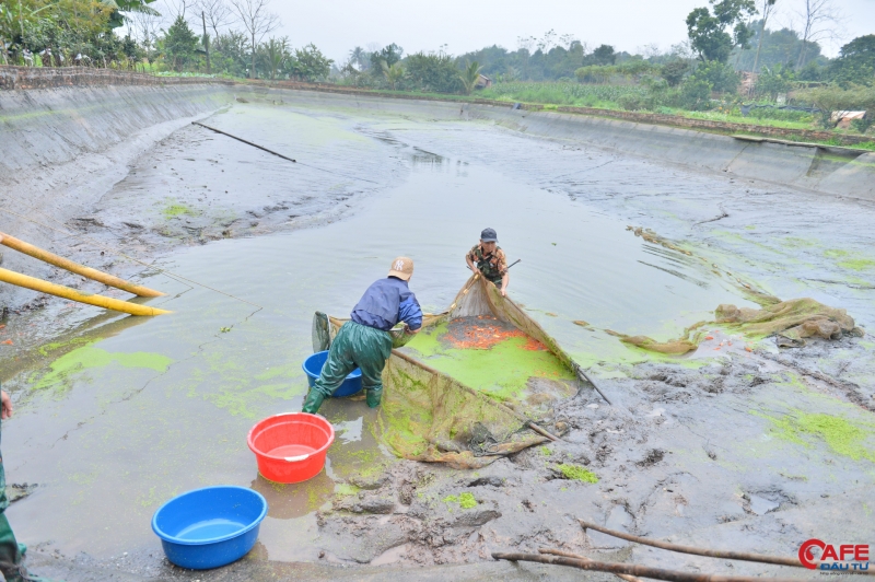 Ông Nguyễn Huy Luận - một hộ dân trong làng cho biết, gia đình ông có diện tích nuôi cá chép đỏ khoảng 1 mẫu, do năm nay trong làng ít người nuôi nên giá cá chép đỏ tăng cao