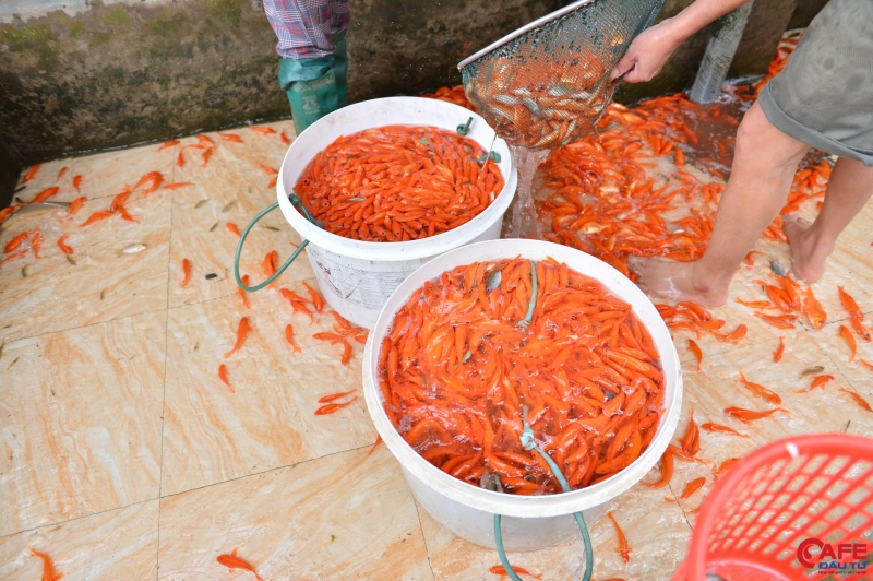 Trước khi đem bán, cá được đánh bắt từ ao và nhanh chóng chuyển sang một lưới ở ao bên cạnh để giúp cá không bị ngạt bùn, quen với môi trường mới