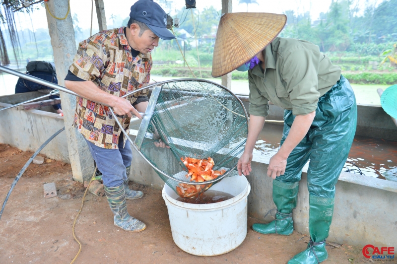 Cá phải được chăm sóc cẩn thận, sao cho đến khi cá thu hoạch có kích cỡ khoảng 3 ngón tay là vừa đẹp