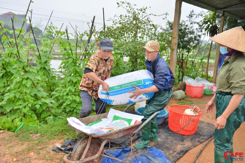 Cá vừa được kéo lên, thương lái nhanh chóng đến thu mua