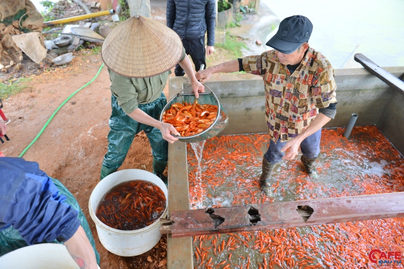 Để có được cá chép đỏ vừa lứa mỗi dịp 23 tháng Chạp phục vụ nhu cầu của người tiêu dùng, người dân Thủy Trầm phải tiến hành thả giống từ tháng 6