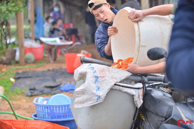 Cá chép đỏ tiêu thụ chủ yếu ở tỉnh như Sơn La, Yên Bái, Hải Dương, Hải Phòng, Tuyên Quang...